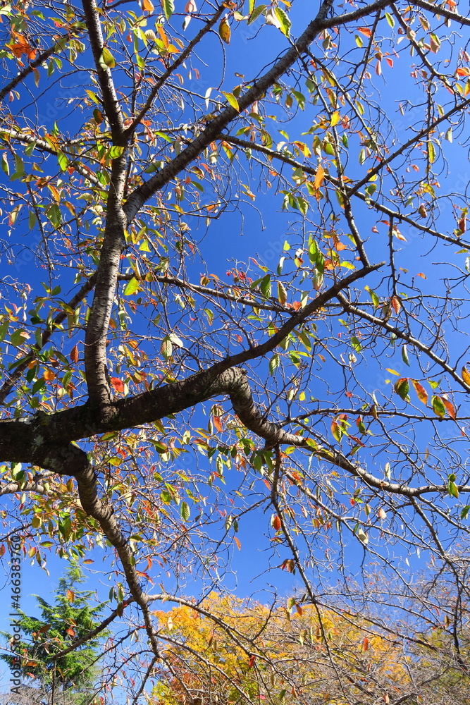 Obraz premium 秋の黄葉の葉残る桜の木と青空