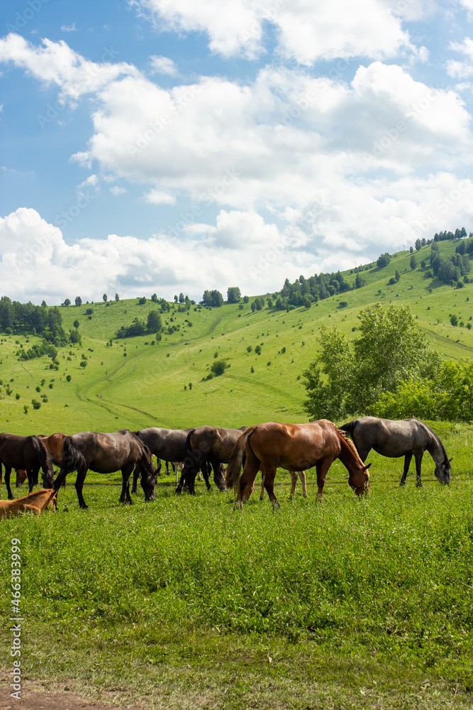 Wild horses outdoor on green meadow in Altay Wild horses outdoor on green meadow in Altay