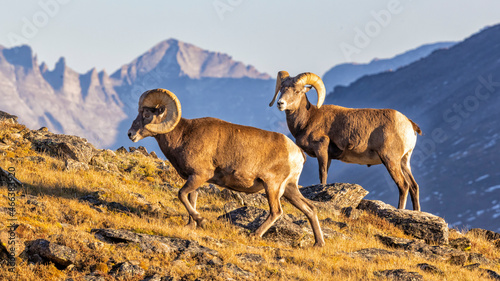 Big Horn Sheep on Trail Ridge