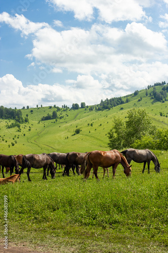 Wild horses outdoor on green meadow in Altay © Dasha Lapshina