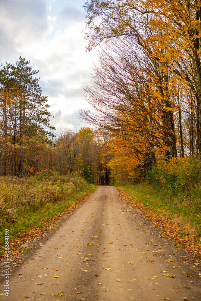 Dirt road in the country during fall with yellow colored leaves. 