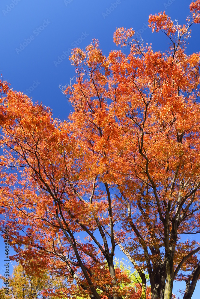 公園の黄葉の欅と青空