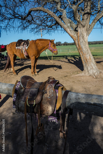 caballo descansa debajo de un árbol photo