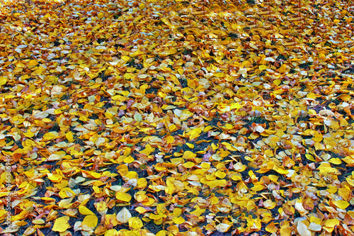 There's a carpet of dry autumn leaves on the ground