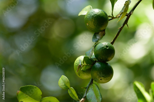 Green wild lenon fruits on tree,fresh conecpt photo