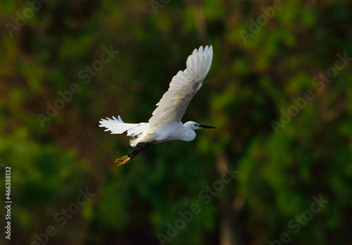 stom motion White Egret flying in the sky with green background.