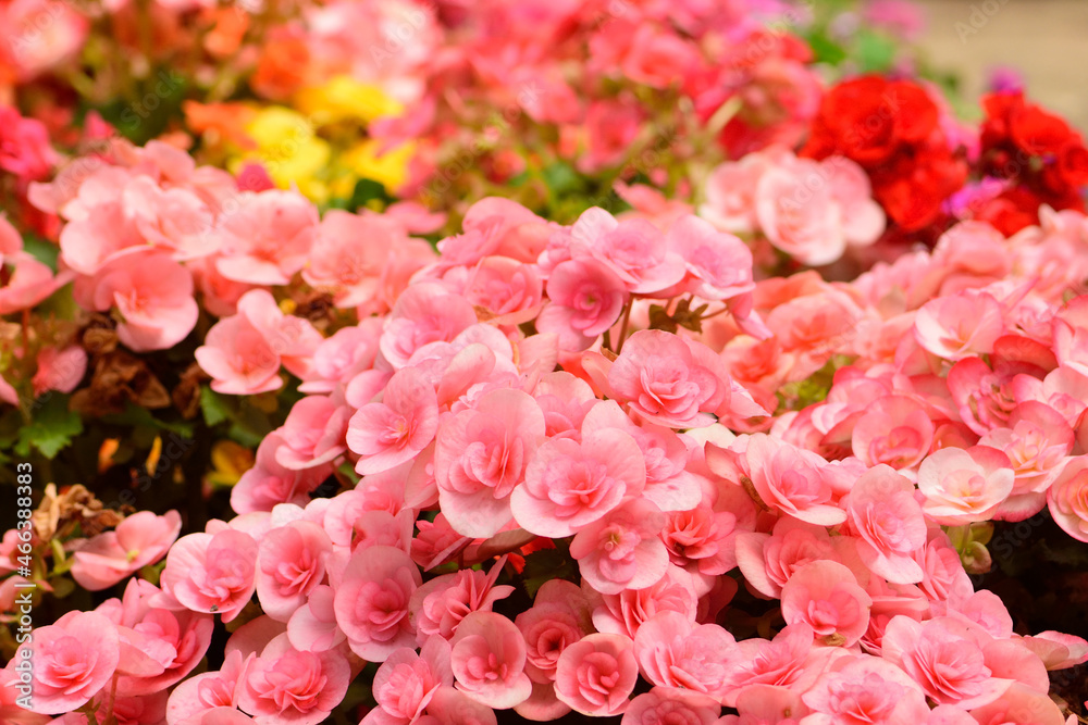 pink flowers blossom in the garden,pink flowers field concept. pink flowers blossom in the garden,pink flowers field concept.