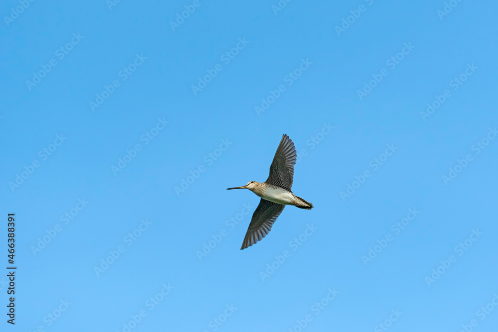 Obraz premium オオジシギ飛翔(Latham's snipe)