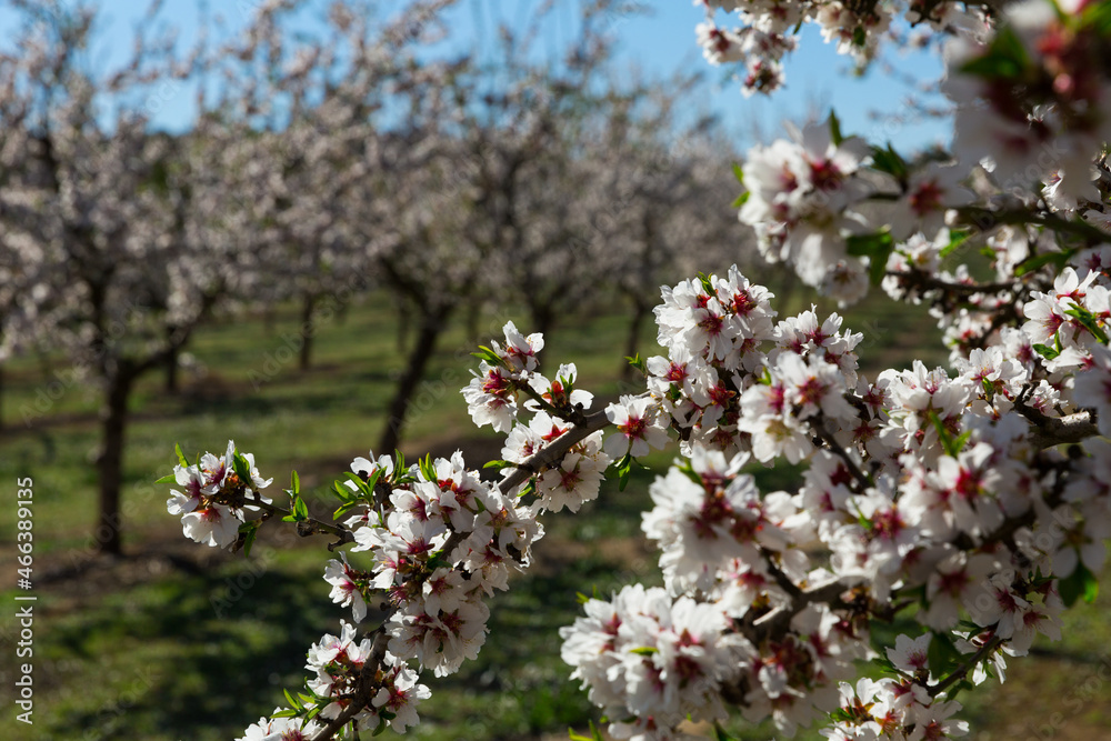 Obraz premium Closeup of flowers on plum tree branch in spring time