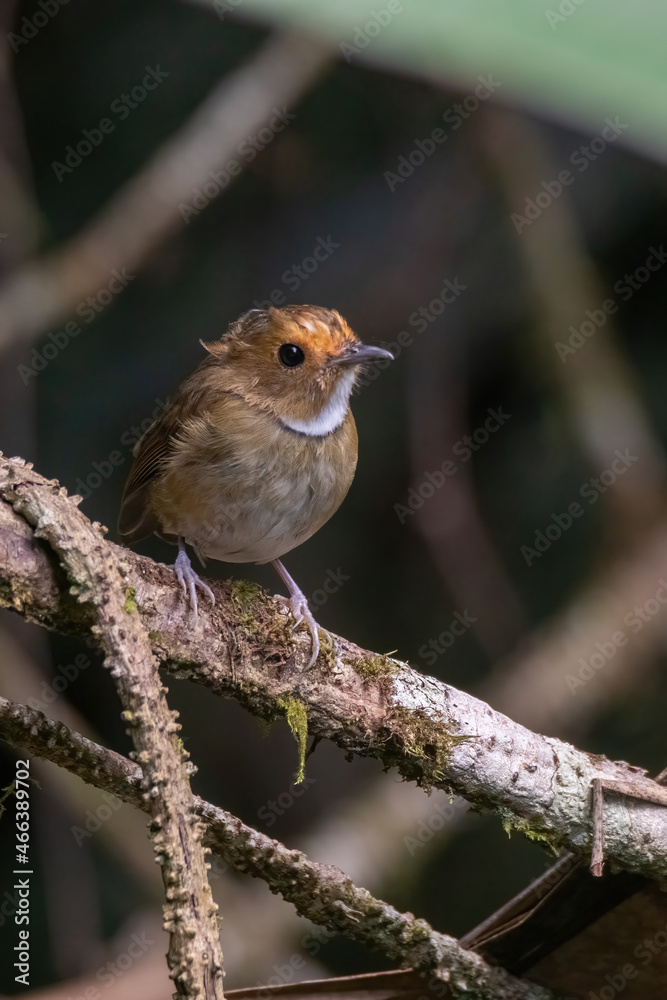 a Rufous-browed flycatcher (Anthipes solitaris) bird in nature a Rufous-browed flycatcher (Anthipes solitaris) bird in nature