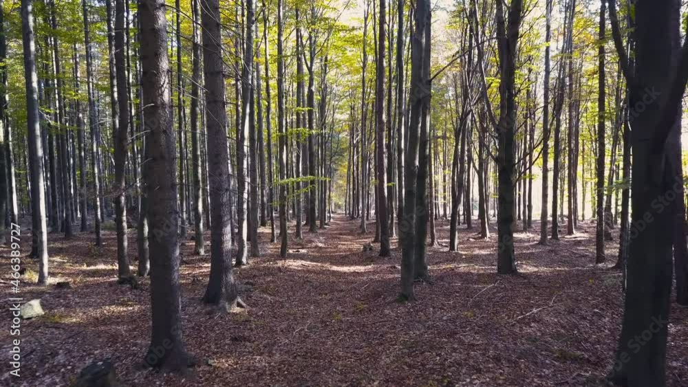 Fly through the mixed forest in autumn at sunset Fly through the mixed forest in autumn at sunset