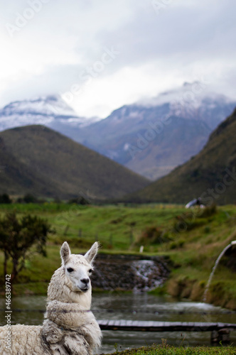 Llama and moutains in the ecuadorian andes. Ilinizas volcano in the back © Milo Andrade Dávila