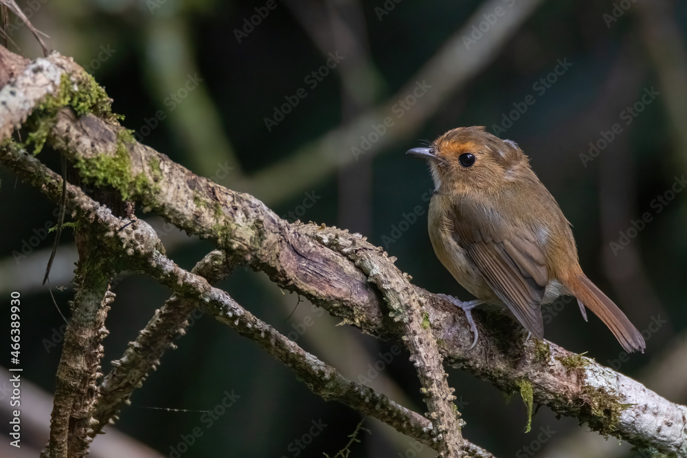 a Rufous-browed flycatcher (Anthipes solitaris) bird in nature a Rufous-browed flycatcher (Anthipes solitaris) bird in nature