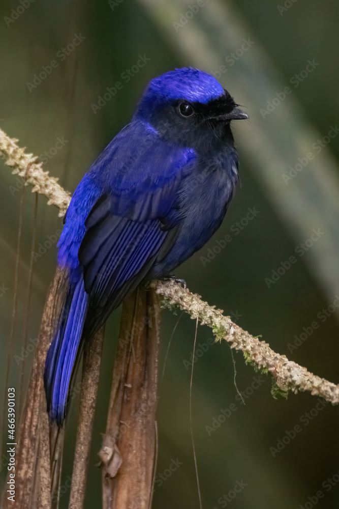a Large Niltava male (Niltavagrandis) bird in nature