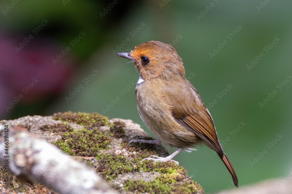 a Rufous-browed flycatcher (Anthipes solitaris) bird in nature a Rufous-browed flycatcher (Anthipes solitaris) bird in nature
