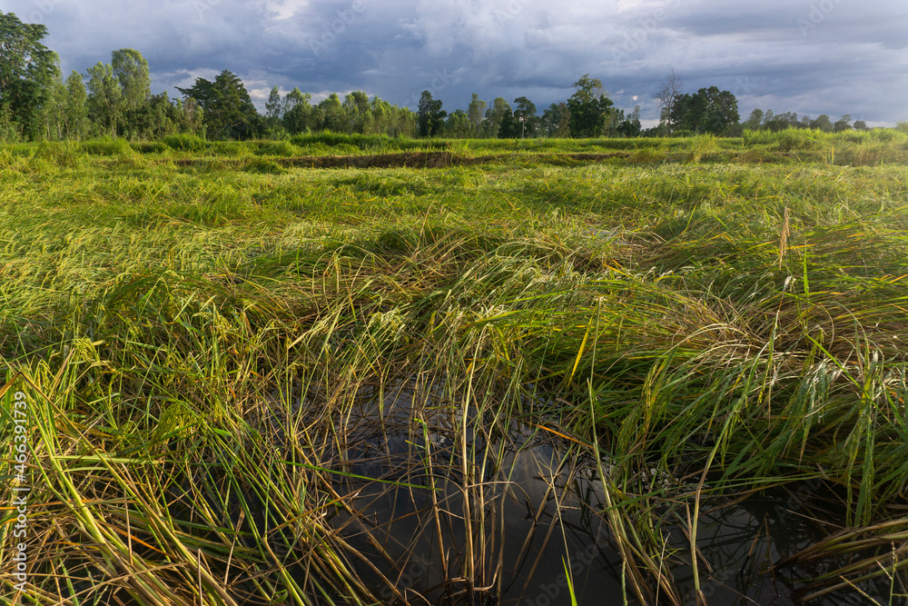 Rice fields rice paddy’s damaged by tropical storms and heavy winds