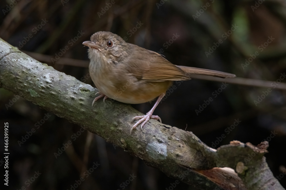 a Buff-breasted Babbler bird in nature