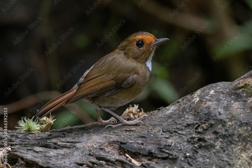 a Rufous-browed flycatcher (Anthipes solitaris) bird in nature a Rufous-browed flycatcher (Anthipes solitaris) bird in nature