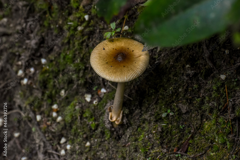 mushroom in the forest