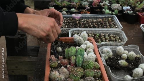 Hand of a male gardener holding a brush and transplanting the suckers of succulents into a new pot