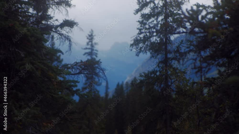 Mountain misty in distance trough pine forest Mountain misty in distance trough pine forest
