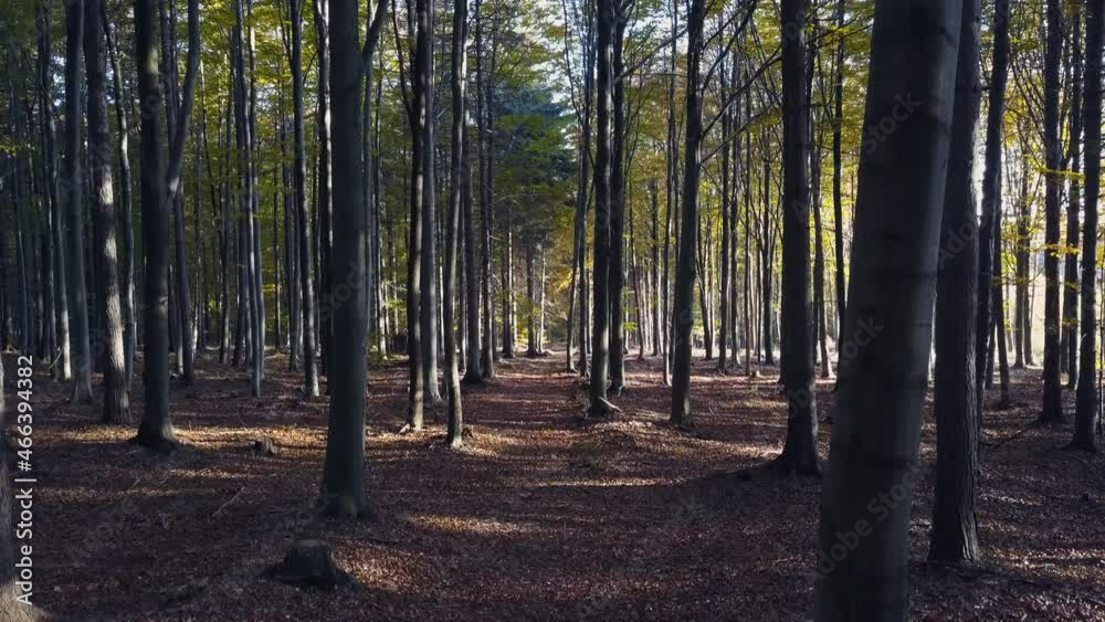 Fly through the mixed forest in autumn at sunset Fly through the mixed forest in autumn at sunset