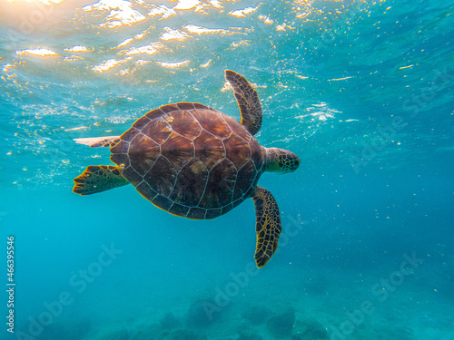 Żółwie morskie © Maciej