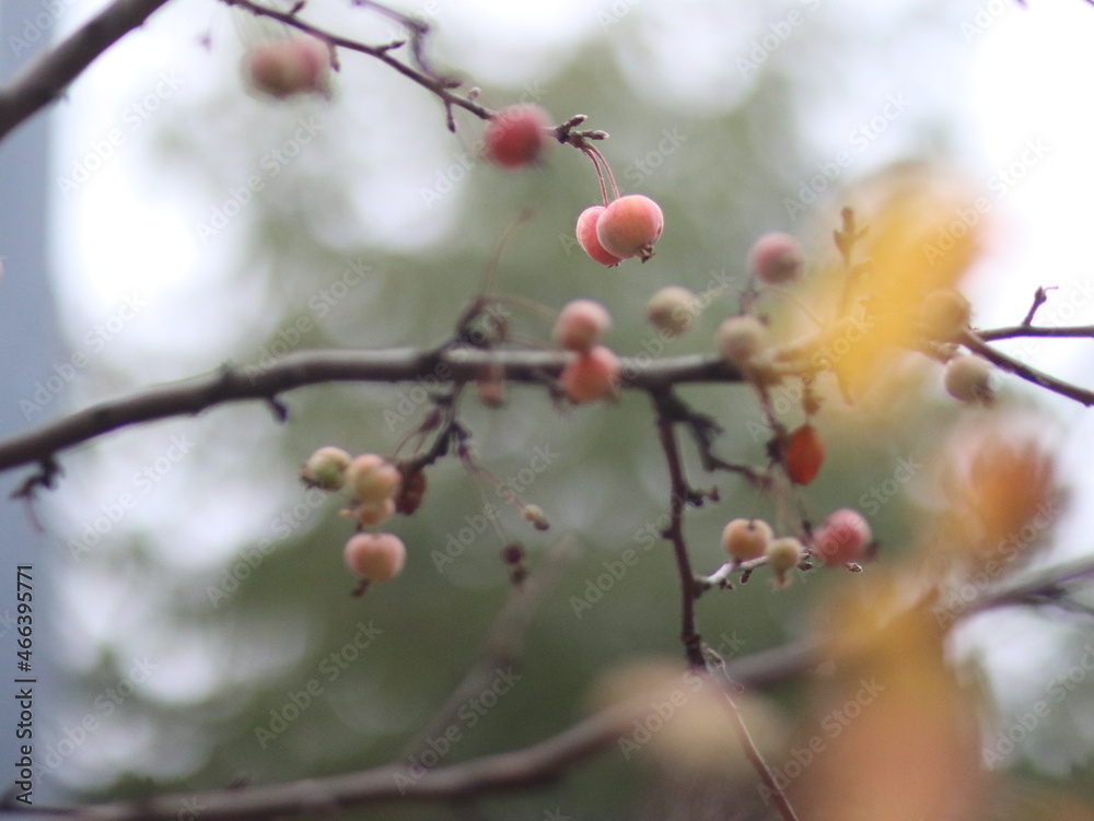 Little apples on the tree on blurred background Little apples on the tree on blurred background