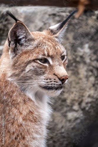 Portrait of The Eurasian lynx or nothern lynx close-up, lat. Lynx lynx