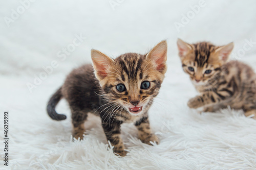 Two cute bengal kittens playing on a furry white blanket.