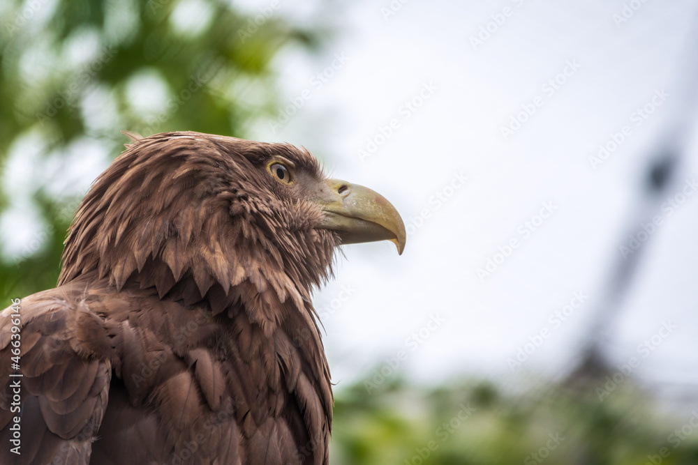 Fototapeta premium Portrait of Large and majestic raptor White-tailed eagle, Haliaeetus albicilla perched on a branch
