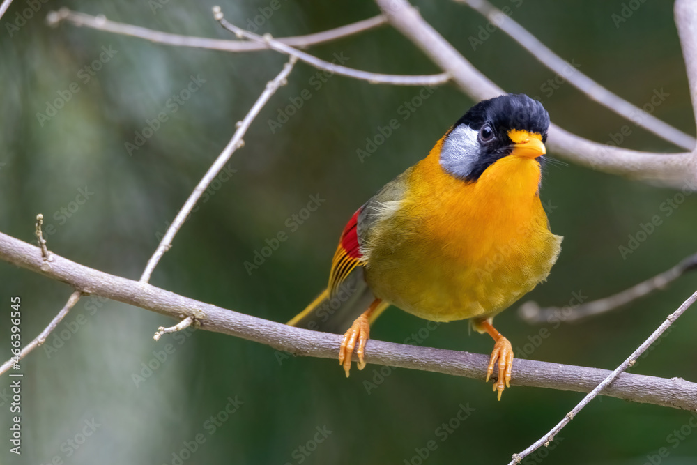 a Silver-eared Mesia (Leiothrix argentauris) bird in nature