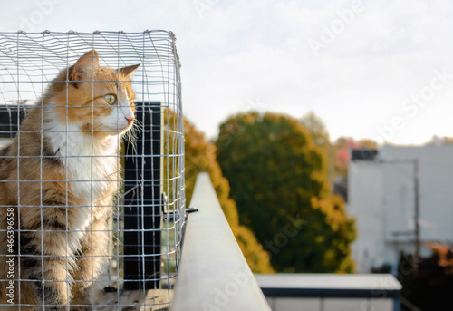 Cat sitting in catio or cat outdoor enclosure while looking at something interested. Cat is inside a chicken wire box on rooftop patio of a four story building, overseeing a residential neighborhood.  photo