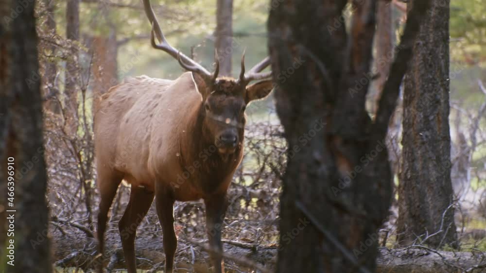 Elk Bull walking towards with flies eye contact Elk Bull walking towards with flies eye contact