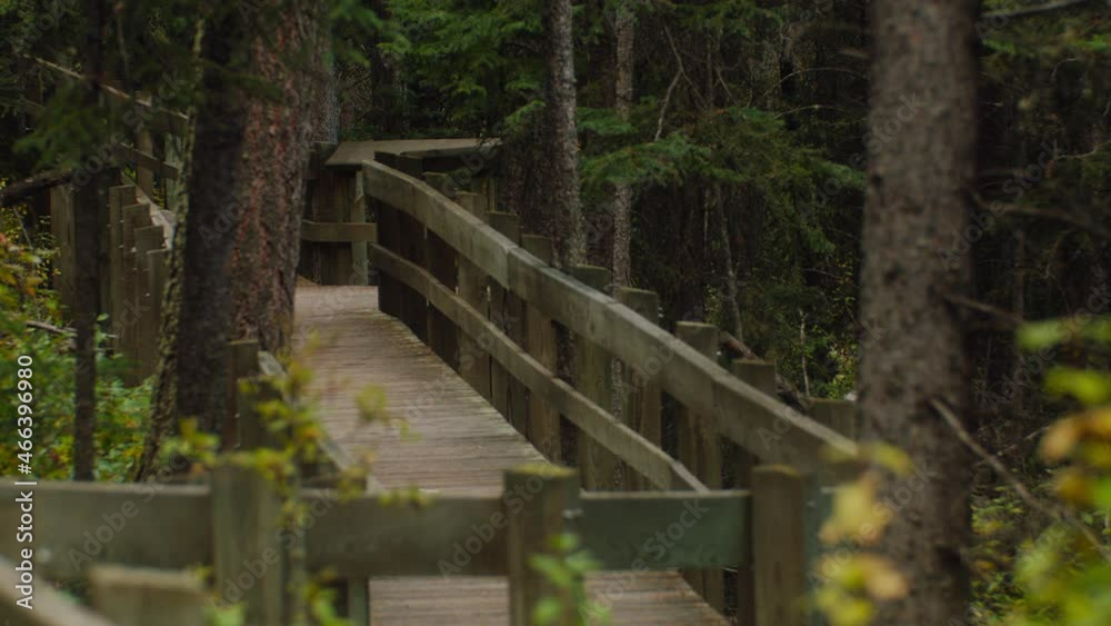 Boardwalk in forest at autumn Boardwalk in forest at autumn