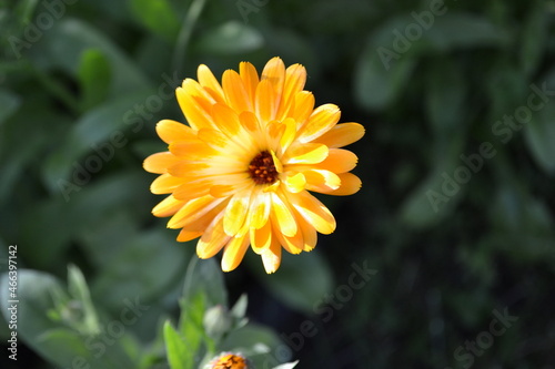 yellow flower in the garden