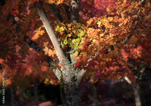 Wallpaper Mural Trees with yellow and red on a sunny October day Torontodigital.ca