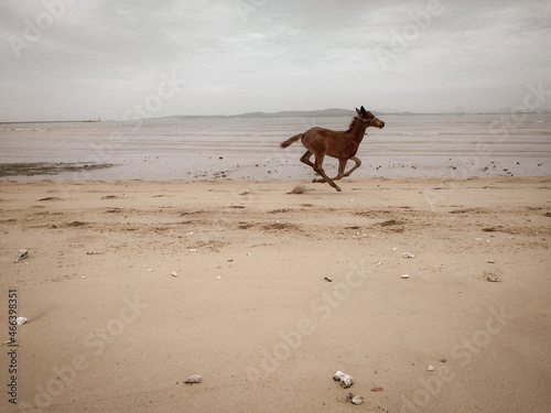 horse running in beach with cloudy