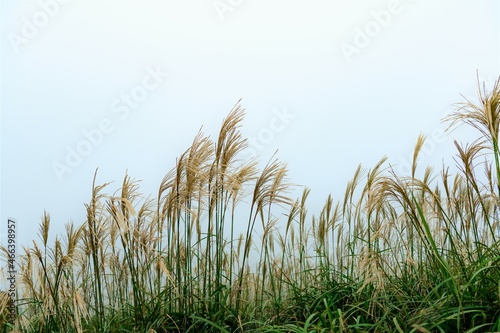 grass and sky