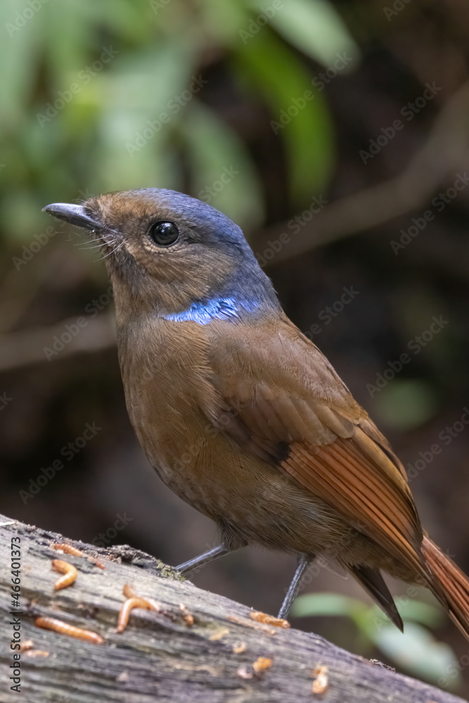 a Large Niltava Female (Niltavagrandis) bird in nature a Large Niltava Female (Niltavagrandis) bird in nature