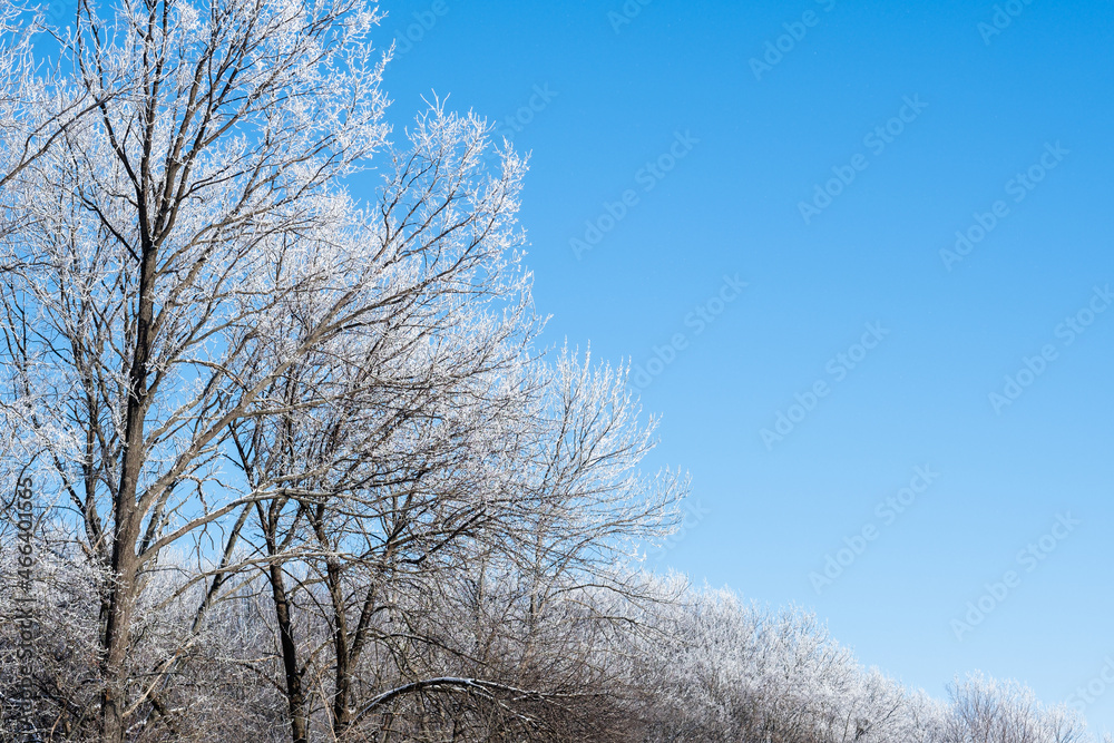 Winter forest. Frosty trees. Nature beauty. Cold weather. Gorgeous wintry landscape scenery of hoarfrost frozen branches covered in white snow rime on blue morning clear sky. Winter forest. Frosty trees. Nature beauty. Cold weather. Gorgeous wintry landscape scenery of hoarfrost frozen branches covered in white snow rime on blue morning clear sky.