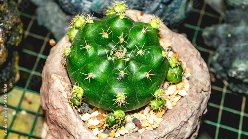 Closeup of potted Gymnocalycium damsii. Beautiful potted cactus plant photo