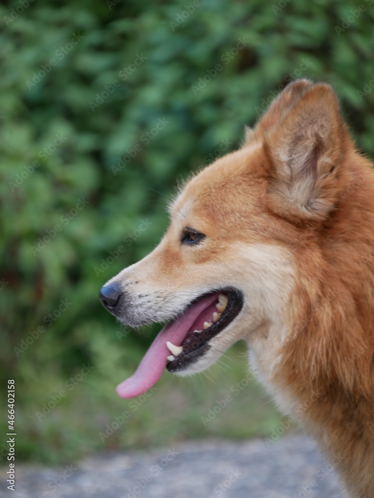 close up of a dog