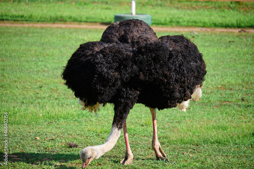Ostrich on the green lawn