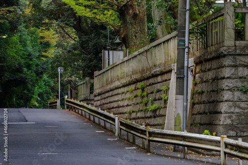 東京、赤坂氷川神社の境内の風景　巨木のイチョウの木が紅葉をはじめた photo