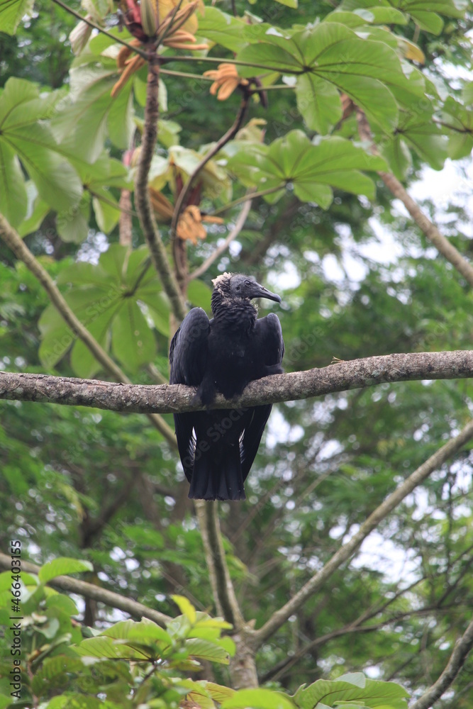 Black-headed Vulture Black-headed Vulture