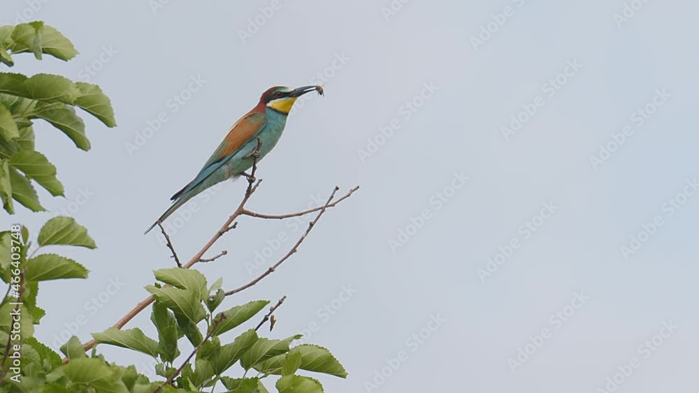 A beautifully colourful Eurasian Bee-eater takes off from it's perch on the bare branch of a Mulberry tree with a bee in it's beak at Lake Kerkini wetland in Northern Greece. A beautifully colourful Eurasian Bee-eater takes off from it's perch on the bare branch of a Mulberry tree with a bee in it's beak at Lake Kerkini wetland in Northern Greece.