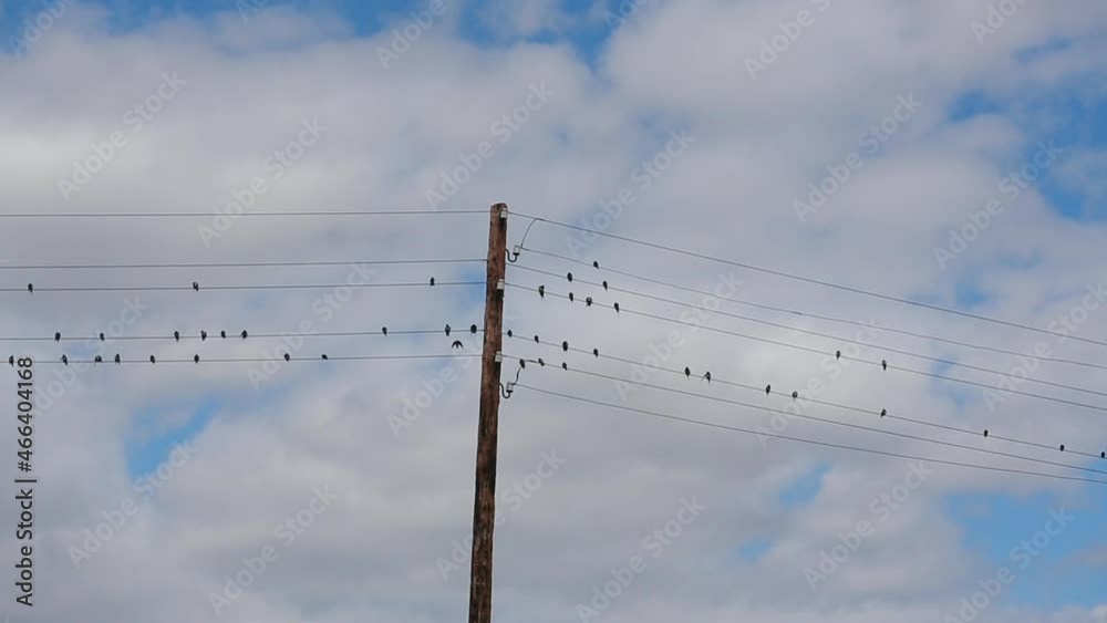 Dozens of Swallows, Sparrows and Swifts Sit on Wires. Rustic Pole with