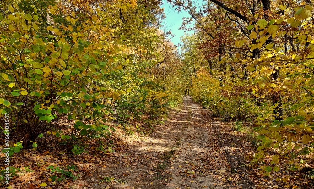 Forest road in autumn Forest road in autumn