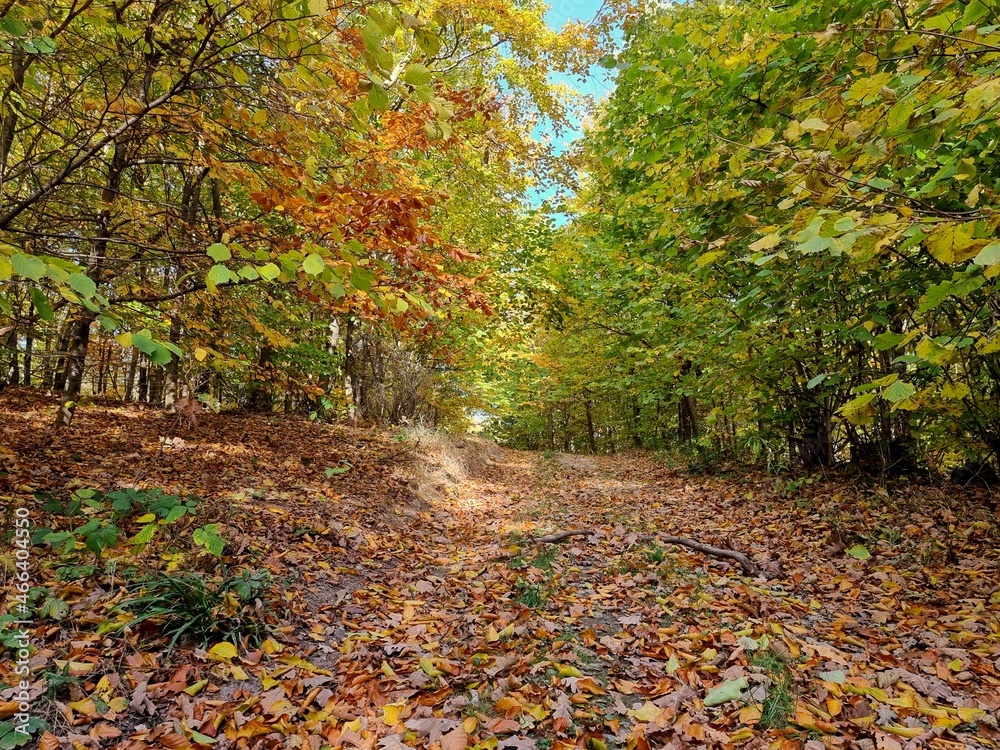 Forest road in autumn